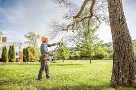 Professional  Tree Services in Orange Grove, TX