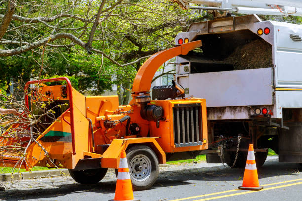 Leaf Removal Services in Orange Grove, TX